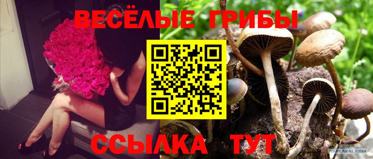 Псилоцибиновые грибы GOLDEN TEACHER Глазов